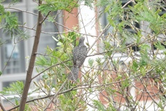 Eudynamys scolopaceus