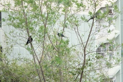 Eudynamys scolopaceus