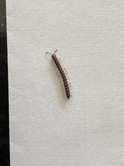 Asiomorpha coarctata