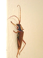 Dejanira quadripunctata