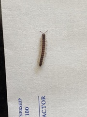 Asiomorpha coarctata