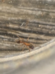 Leptothorax acervorum