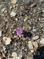 Eremalche parryi kernensis