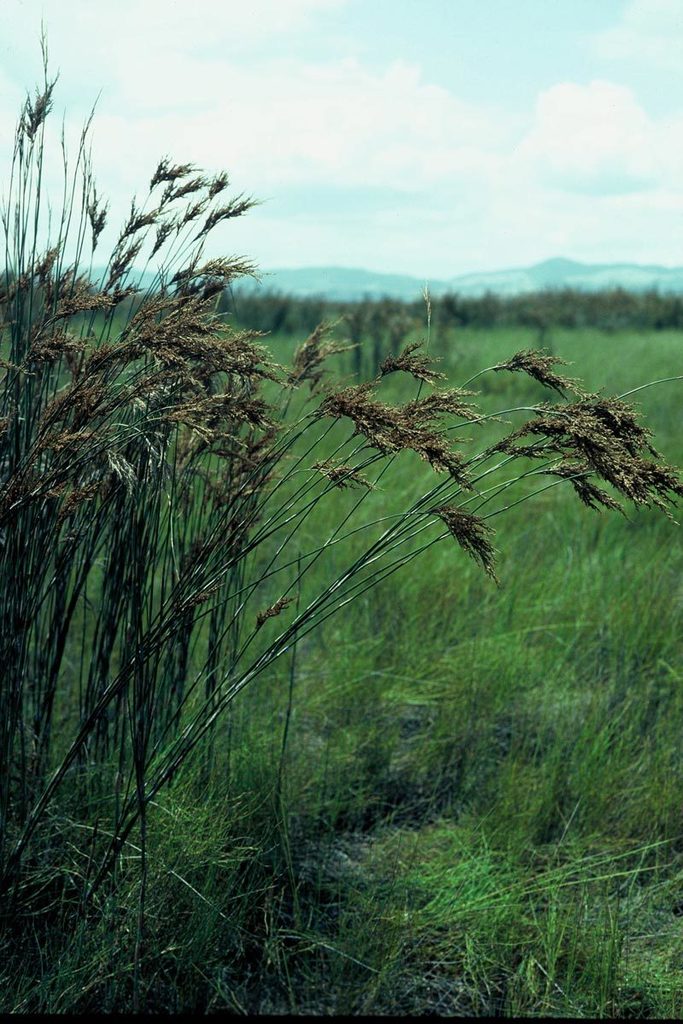 Sporadanthus