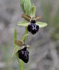 Ophrys sphegodes passionis
