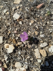 Eremalche parryi kernensis