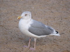 Larus argentatus