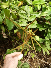 Isonema smeathmannii