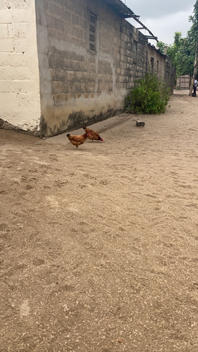 Domestic Chicken