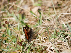 Aglais urticae