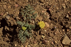 Lomatium austiniae