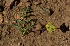 Lomatium austiniae
