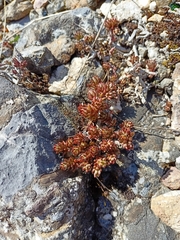 Sedum urvillei