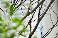 Cyanoptila cyanomelana