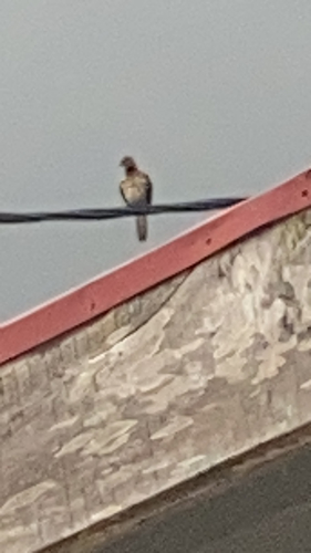 Laughing Dove
