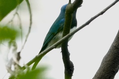 Cyanoptila cyanomelana