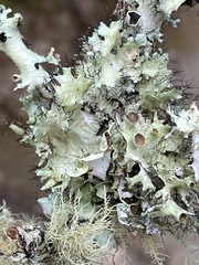 Parmotrema submarginale