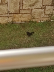 Turdus merula aterrimus