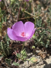 Eremalche parryi kernensis