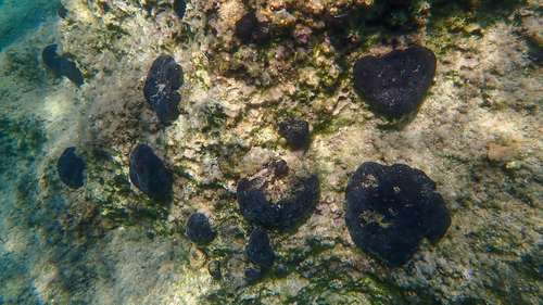 black leather sponge, West Greece, Peloponnese, Western Greece and the Ionian Islands, Greece, photo 8 of 10