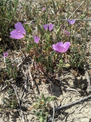 Eremalche parryi kernensis