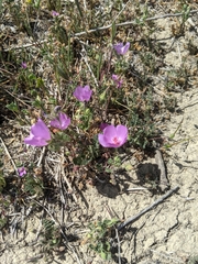 Eremalche parryi kernensis