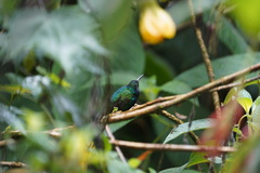 Campylopterus falcatus