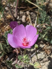 Eremalche parryi kernensis