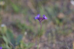 Linaria algarviana