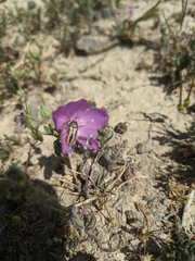 Acmaeodera nigrovittata