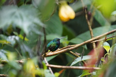 Campylopterus falcatus