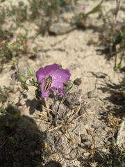 Acmaeodera nigrovittata