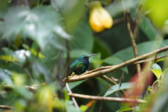 Campylopterus falcatus