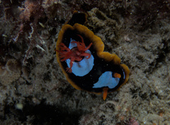 Chromodoris westraliensis