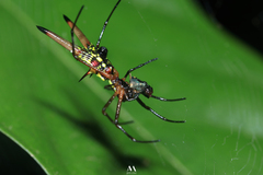 Micrathena brevipes