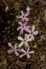 Phlox stansburyi