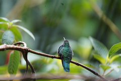 Colibri cyanotus
