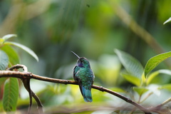 Colibri cyanotus