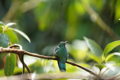 Colibri cyanotus