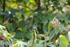 Colibri cyanotus