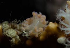 Phyllodesmium serratum