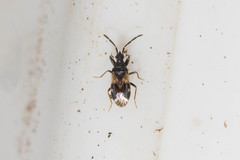 Taphropeltus contractus