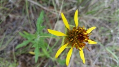 Tetragonotheca texana