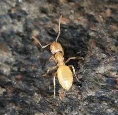 Lasius claviger