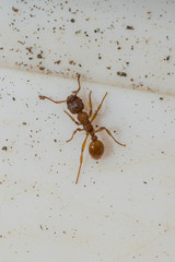 Myrmica sabuleti