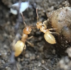 Lasius claviger