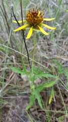 Tetragonotheca texana