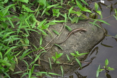 Eutropis multifasciata