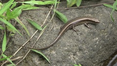 Eutropis multifasciata