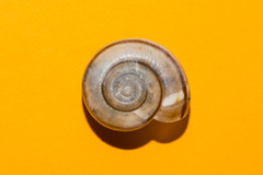 Campylaea illyrica